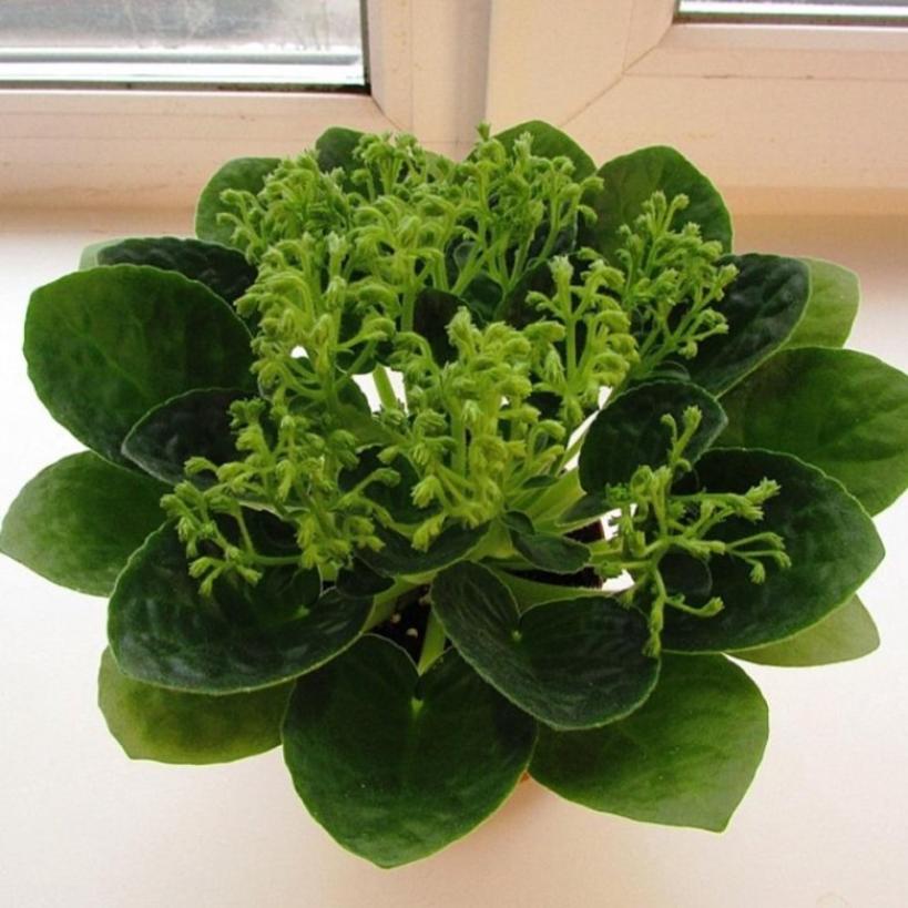 Фиалка Neverfloris 2