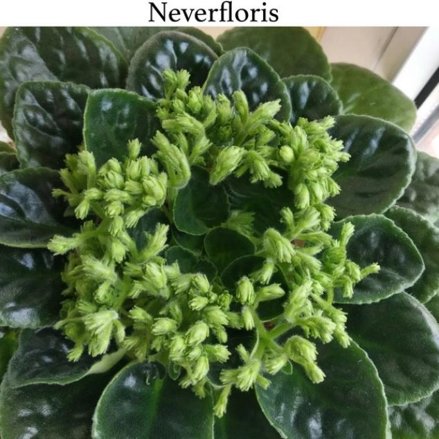 Фиалка Neverfloris 6