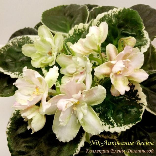 Фиалка Nik-Ликование Весны