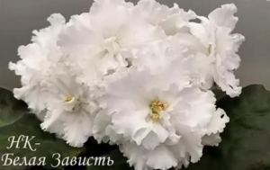Фиалка НК-Белая Зависть