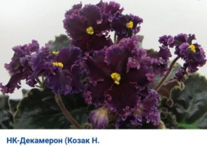 Фиалка НК-Декамерон