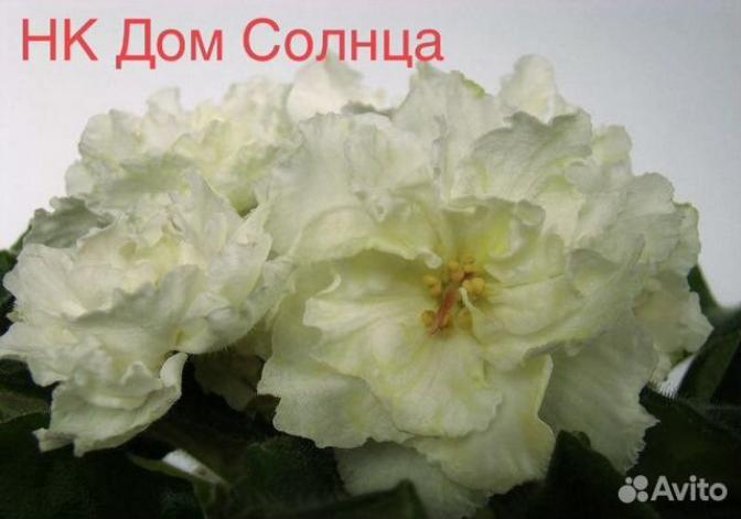 Фиалка НК-Дом Солнца 2