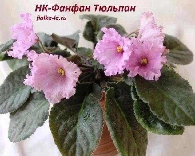 Фиалка НК-Фанфан-Тюльпан 4
