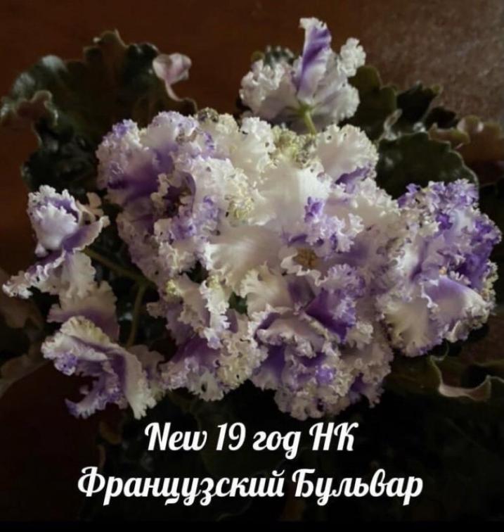Фиалка НК-Французский бульвар 3