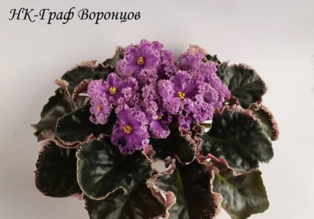 Фиалка НК-Граф Воронцов 5