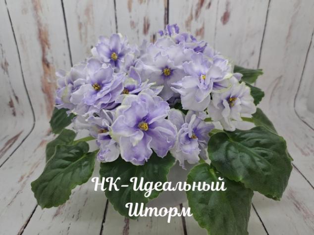 Фиалка НК-Идеальный Шторм 2