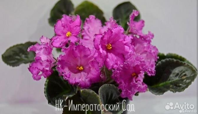 Фиалка НК-Императорский Сад 2