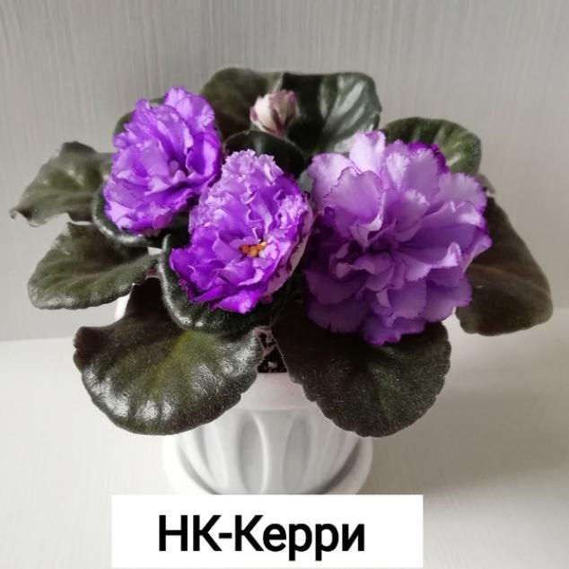 Фиалка НК-Кэрри 4