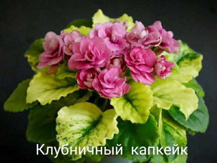 Фиалка НК-Клубничный Капкейк