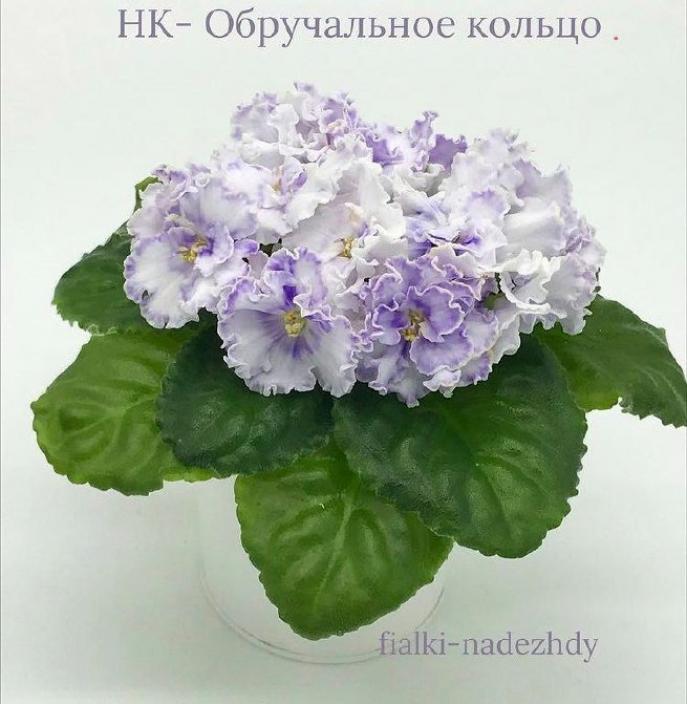 Фиалка НК-Обручальное Кольцо 2