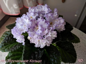 Фиалка НК-Обручальное Кольцо
