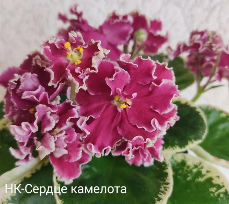 Фиалка НК-Сердце Камелота 5