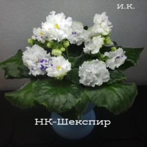 Фиалка НК-Шекспир