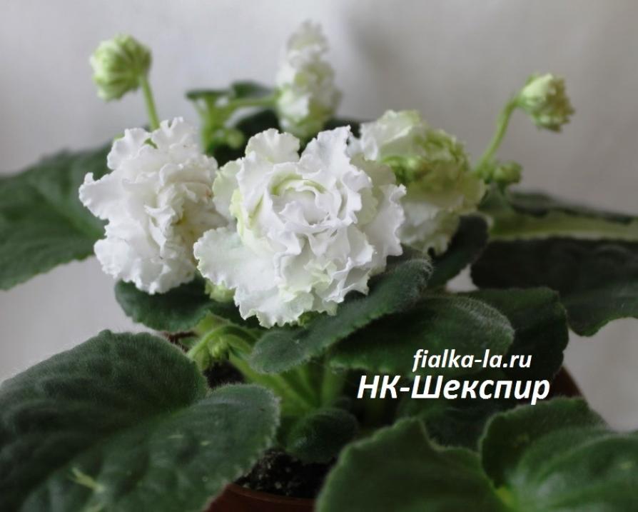 Фиалка НК-Шекспир 5