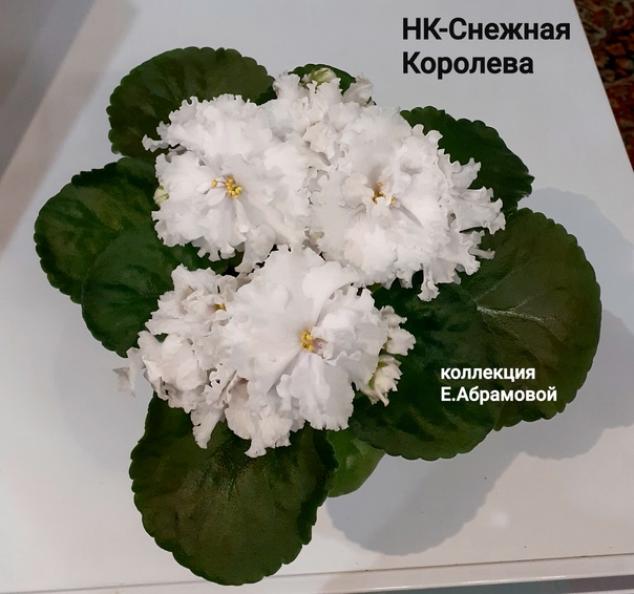 Фиалка НК-Снежная Королева 3