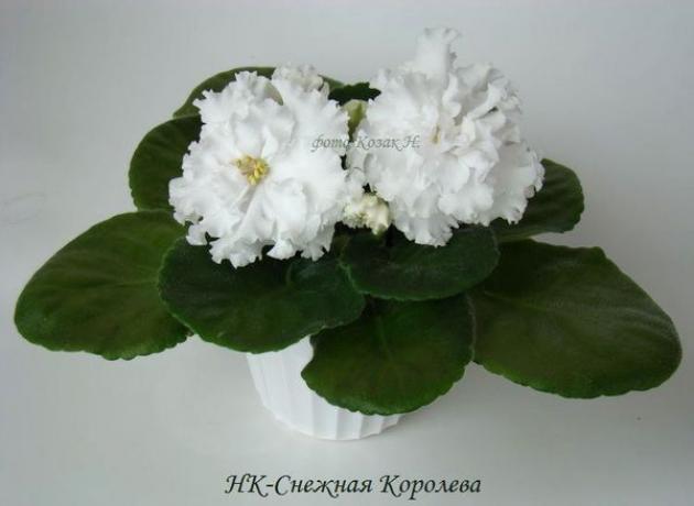 Фиалка НК-Снежная Королева