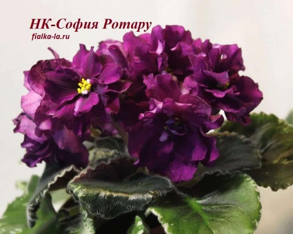 Фиалка НК-София Ротару 5
