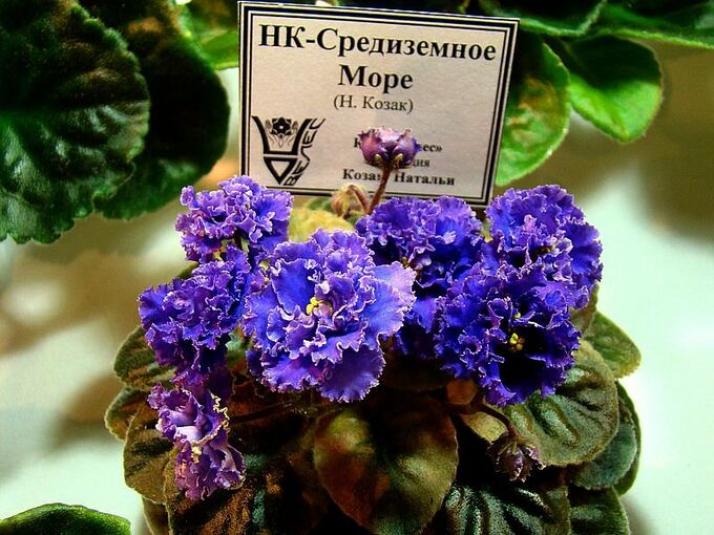 Фиалка НК-Средиземное Море 3