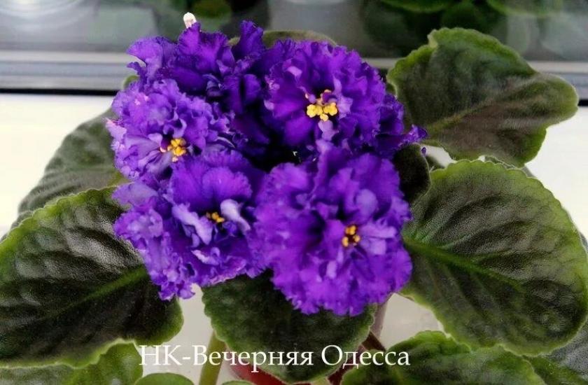 Фиалка НК-Вечерняя Одесса 2