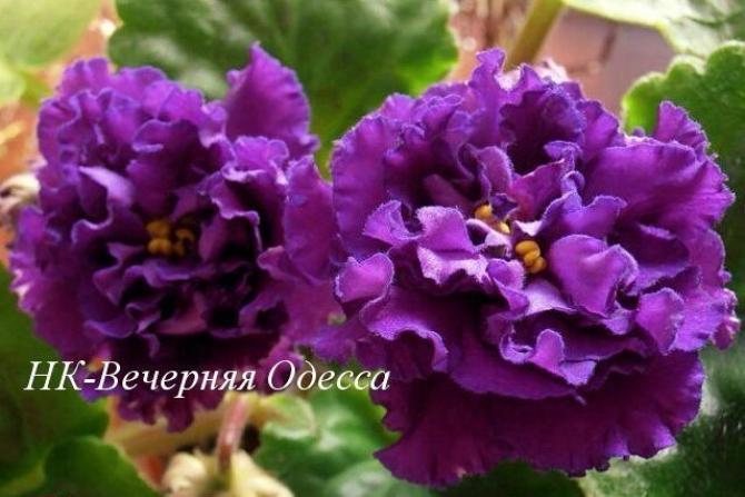 Фиалка НК-Вечерняя Одесса 6