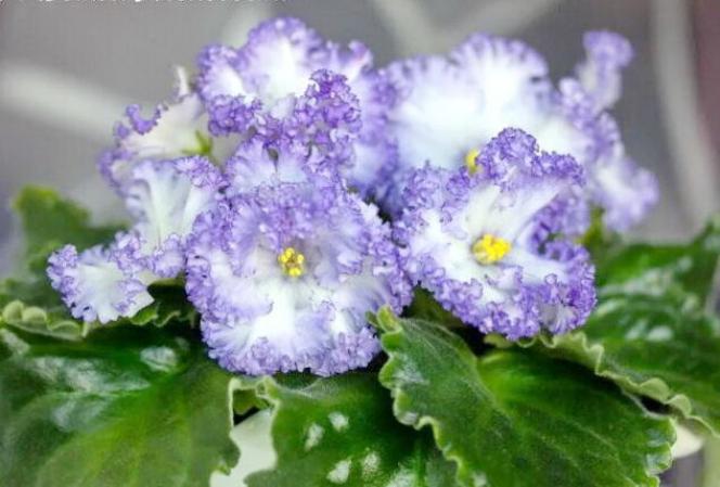 Фиалка НК-Вечная молодость 5