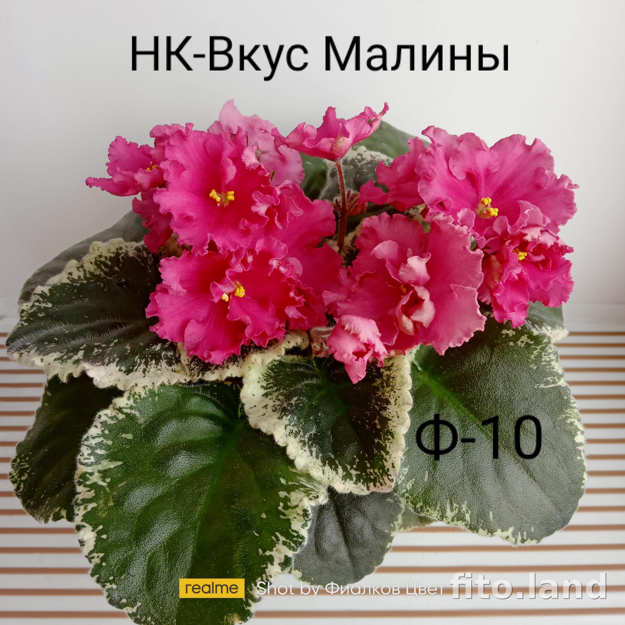 Фиалка НК-Вкус Малины 4