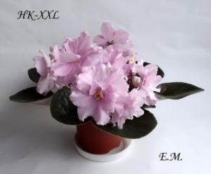 Фиалка НК-XXL