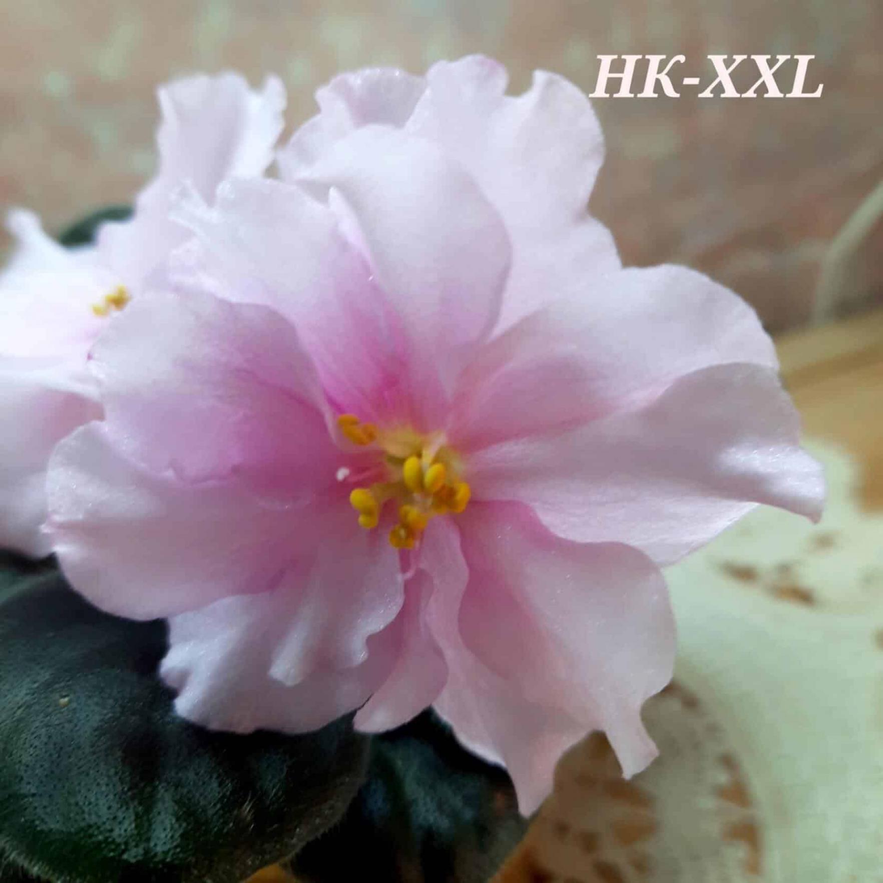 Фиалка НК-XXL 5