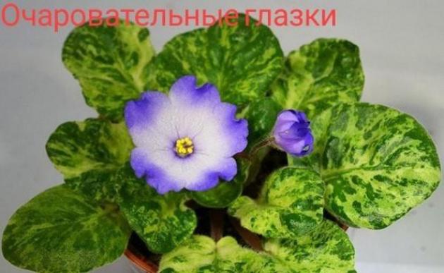 Фиалка Очаровательные Глазки 3