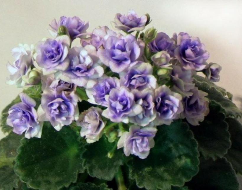 Фиалка Optimara Little Moonstone 2