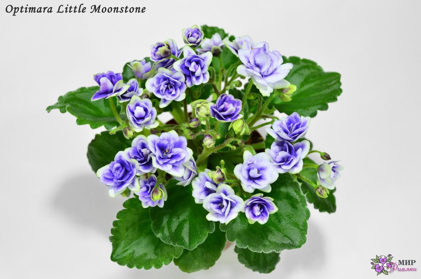 Фиалка Optimara Little Moonstone 3