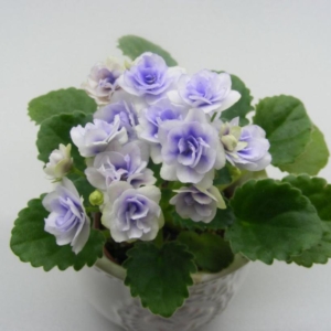 Фиалка Optimara Little Moonstone