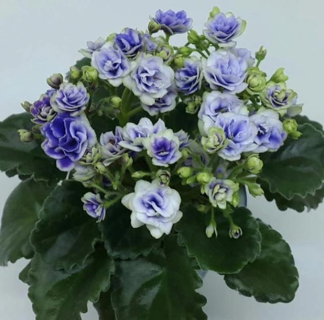 Фиалка Optimara Little Moonstone 6