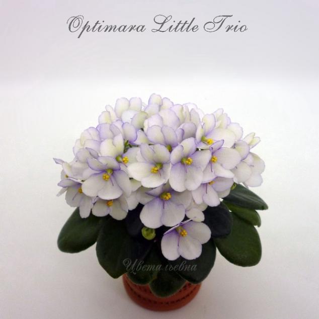Фиалка Optimara little Trio 4