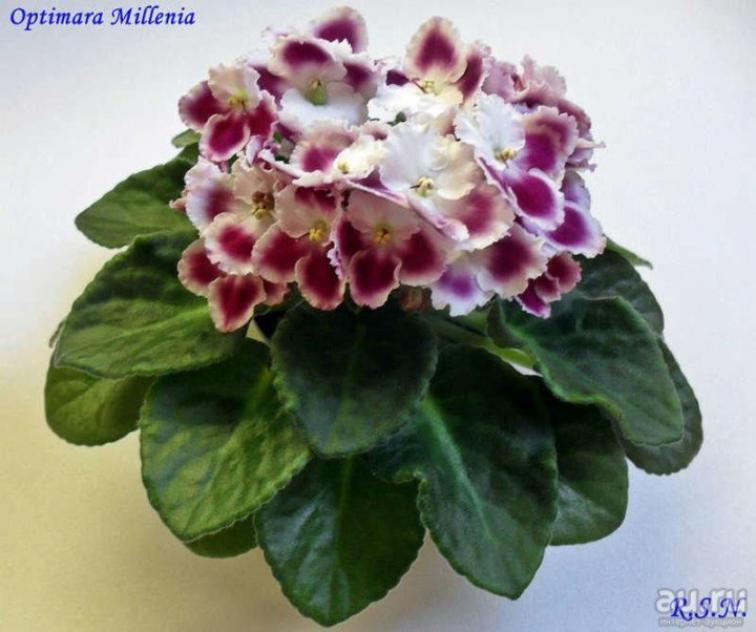 Фиалка Оптимара Милления 3