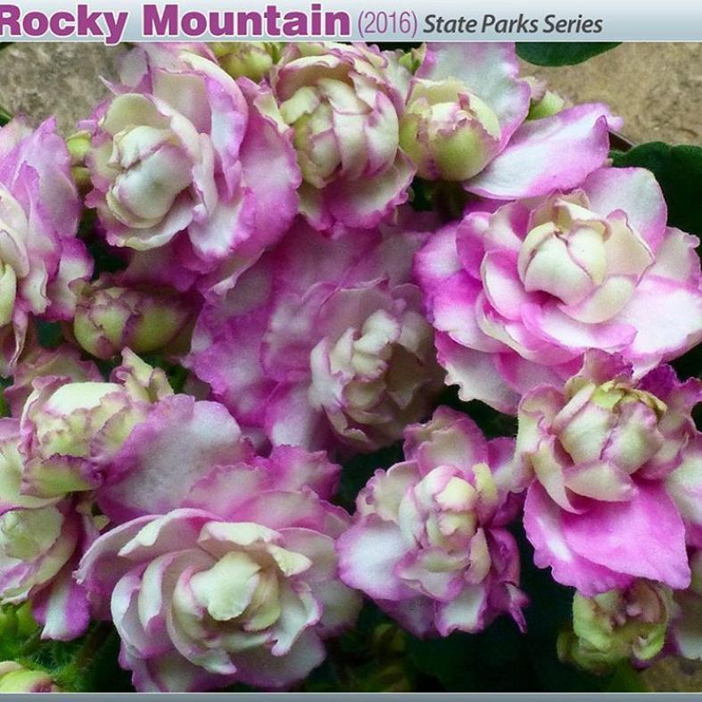 Фиалка Optimara Rocky Mountain 3
