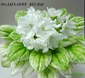 Фиалка OS-Дыхание Весны