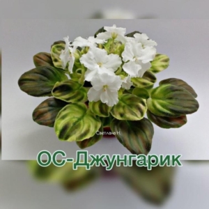 Фиалка OS-Джунгарик