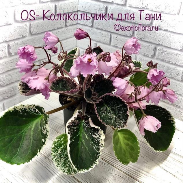 Фиалка OS-Колокольчики для Тани 2
