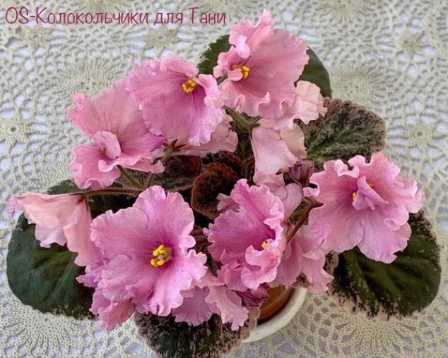 Фиалка OS-Колокольчики для Тани 5