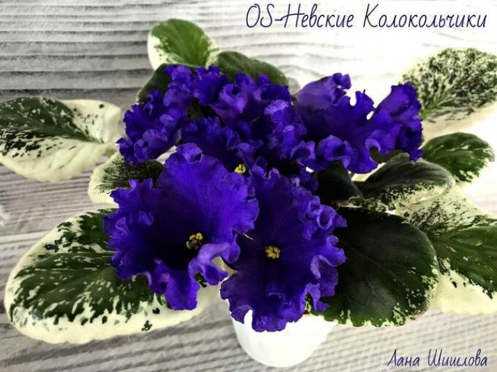Фиалка OS-Невские Колокольчики 3