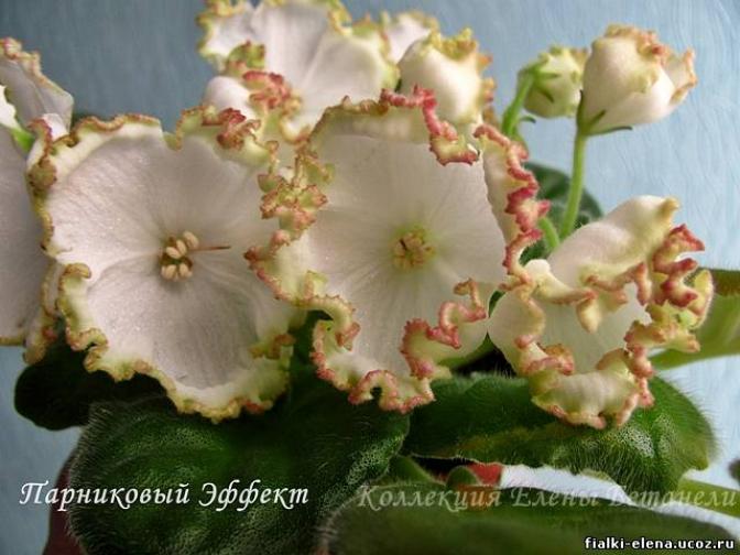Фиалка Парниковый Эффект (Морев) 4