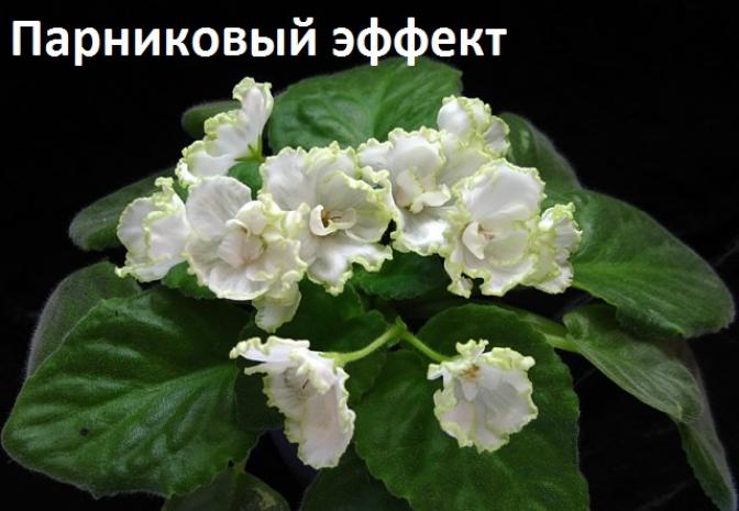 Фиалка Парниковый Эффект (Морев) 5