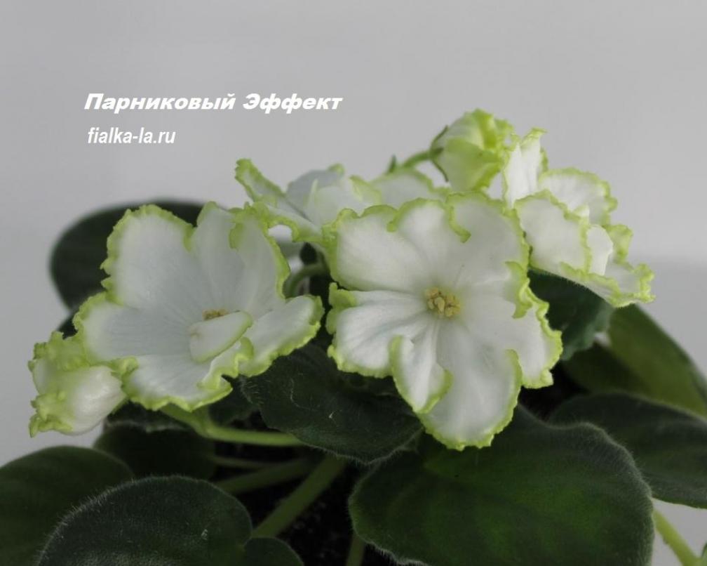Фиалка Парниковый Эффект (Морев)