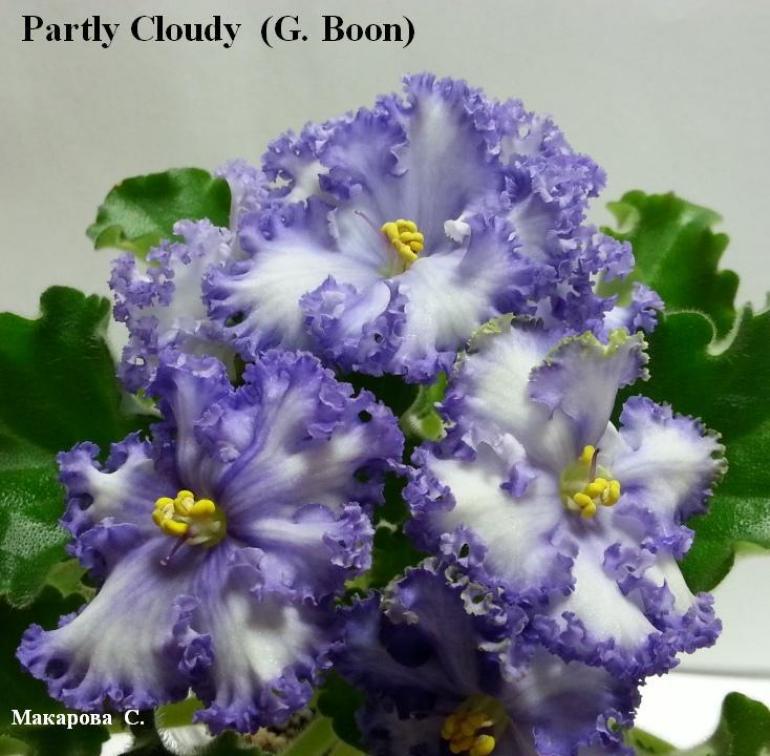 Фиалка Partly Cloudy 3