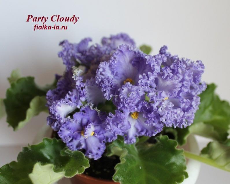 Фиалка Partly Cloudy 6