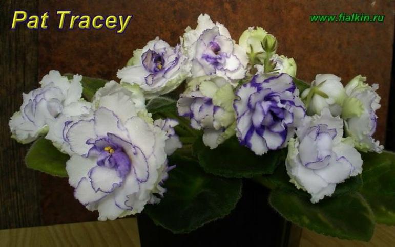 Фиалка Пет Трейси (Pat Tracey) 4