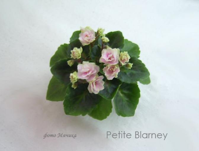 Фиалка Петит Бларни (Petite Blarney) 2