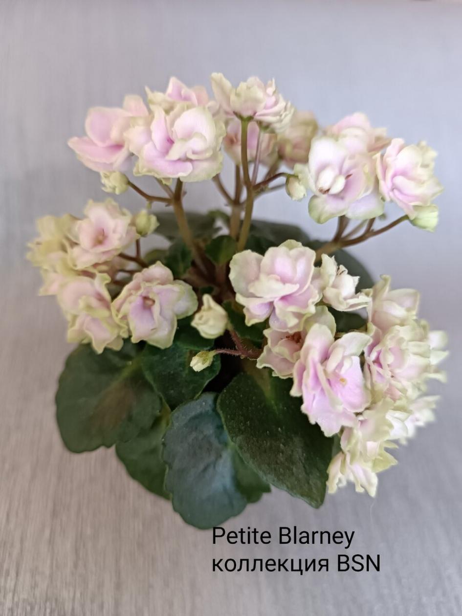 Фиалка Петит Бларни (Petite Blarney) 4