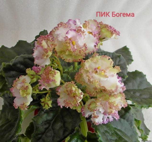 Фиалка ПИК-Богема 2